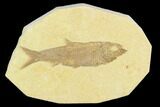 Fossil Fish (Knightia) - Green River Formation #122893-1